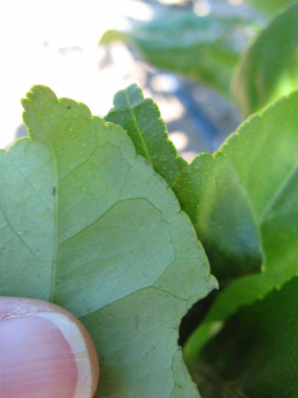              Margin of  Citrus    limon        (Eureka,   Winter Haven, FL)       